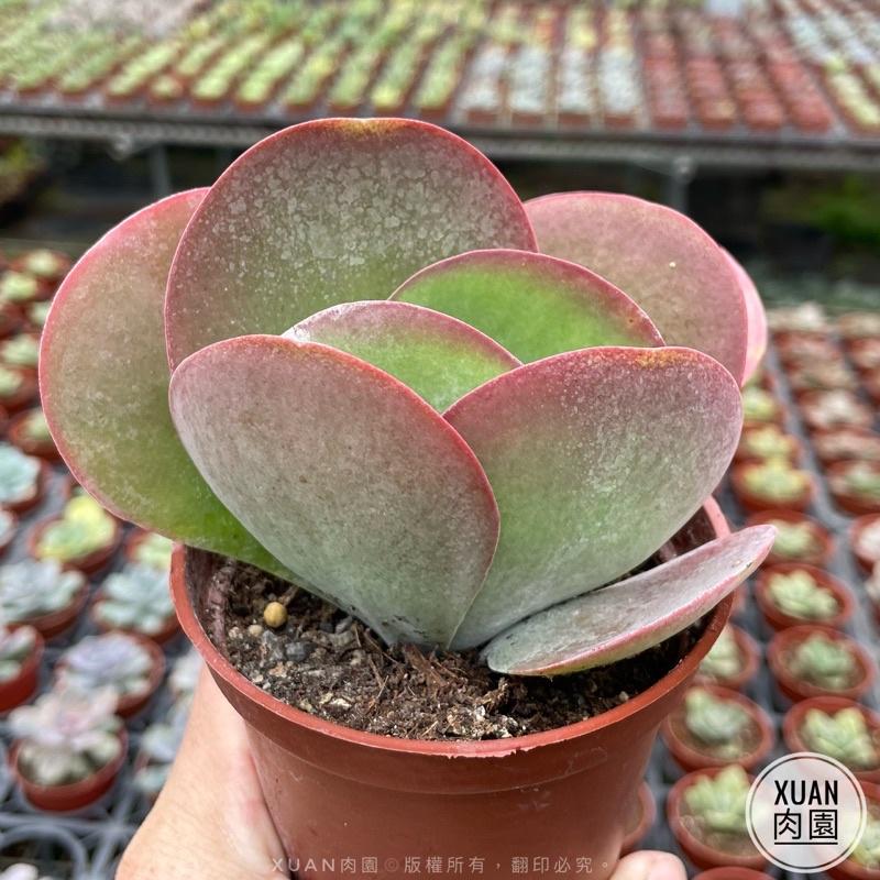 3吋盆【唐印】多肉植物|多肉|療癒小物| 組盆|［Xuan肉園］-細節圖2