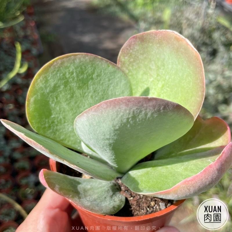 3吋盆【唐印】多肉植物|多肉|療癒小物| 組盆|［Xuan肉園］-細節圖3