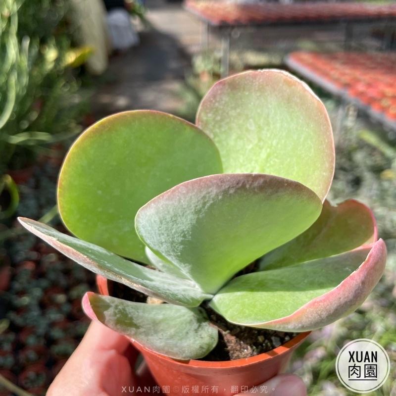 3吋盆【唐印】多肉植物|多肉|療癒小物| 組盆|［Xuan肉園］-細節圖4