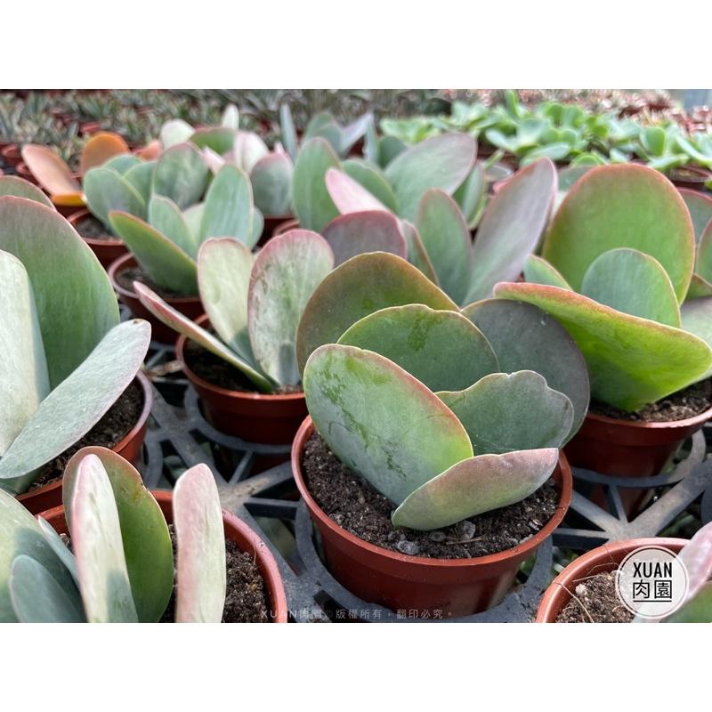 3吋盆【唐印】多肉植物|多肉|療癒小物| 組盆|［Xuan肉園］-細節圖5