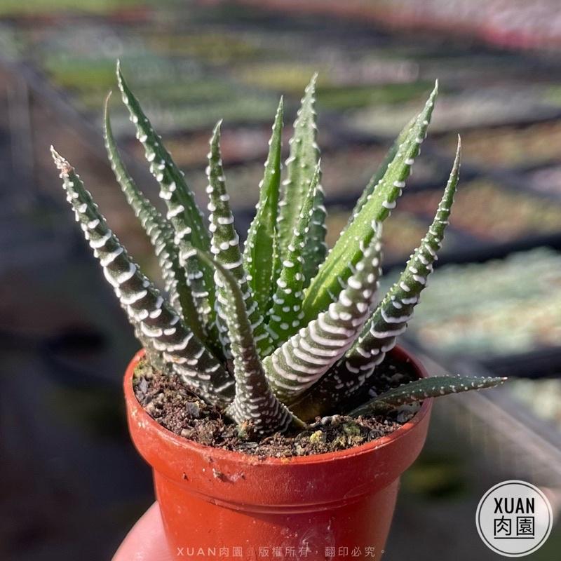一吋迷你盆【十二之卷-斑馬】多肉植物|多肉｜療癒小物| 組盆|綠手指必備|［Xuan肉園］-細節圖2