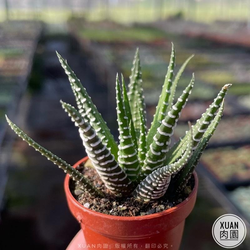 一吋迷你盆【十二之卷-斑馬】多肉植物|多肉｜療癒小物| 組盆|綠手指必備|［Xuan肉園］-細節圖3