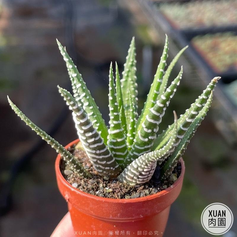 一吋迷你盆【十二之卷-斑馬】多肉植物|多肉｜療癒小物| 組盆|綠手指必備|［Xuan肉園］-細節圖4