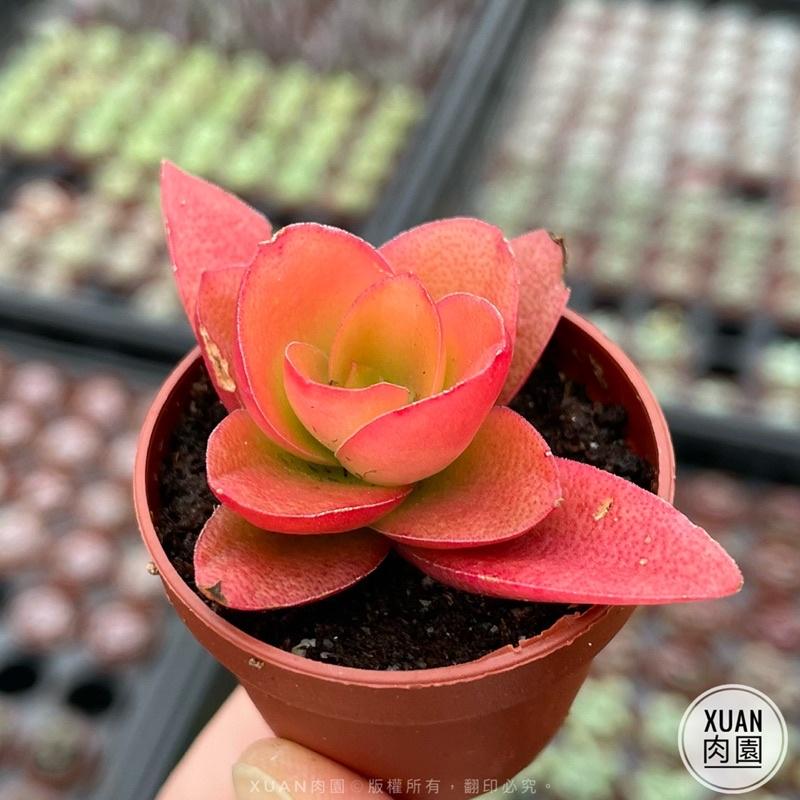 一吋迷你盆【火祭】多肉植物|多肉|景天科｜療癒小物| 組盆|綠手指必備|［Xuan肉園］-細節圖2