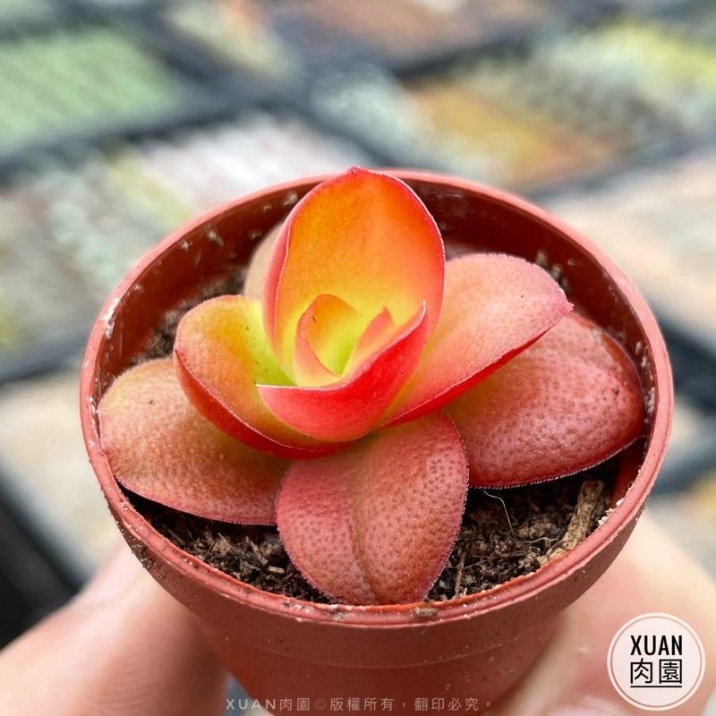 一吋迷你盆【火祭】多肉植物|多肉|景天科｜療癒小物| 組盆|綠手指必備|［Xuan肉園］-細節圖3