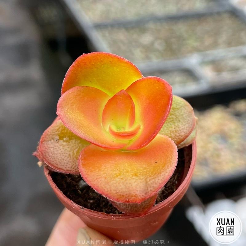 一吋迷你盆【火祭】多肉植物|多肉|景天科｜療癒小物| 組盆|綠手指必備|［Xuan肉園］-細節圖4