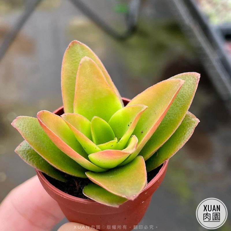 一吋迷你盆【火祭】多肉植物|多肉|景天科｜療癒小物| 組盆|綠手指必備|［Xuan肉園］-細節圖5