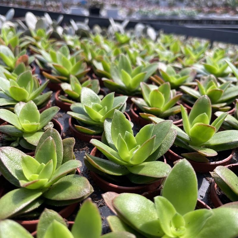 一吋迷你盆【火祭】多肉植物|多肉|景天科｜療癒小物| 組盆|綠手指必備|［Xuan肉園］-細節圖7