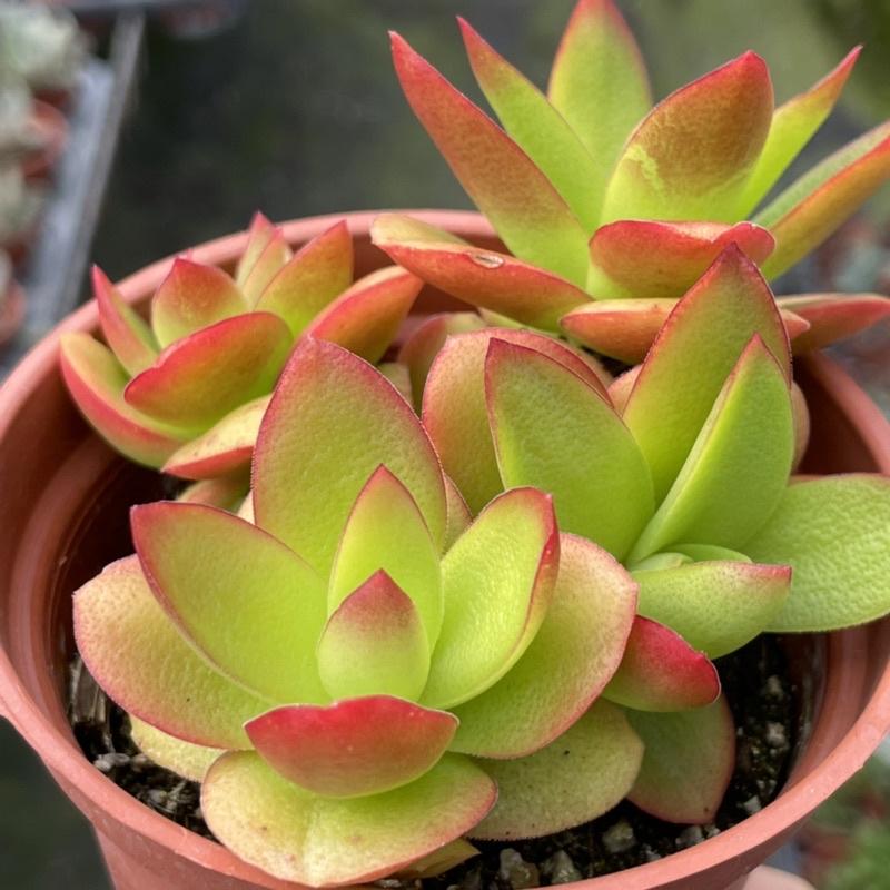 3吋盆【火祭顯色爆盆】多肉植物|多肉|療癒小物| 組盆|［Xuan肉園］-細節圖2