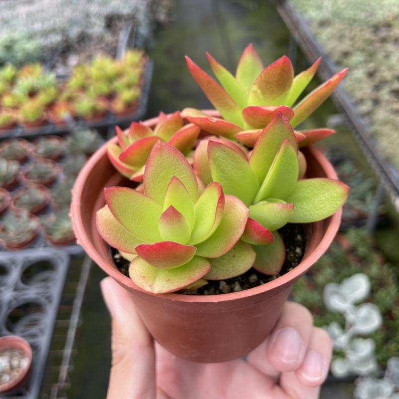 3吋盆【火祭顯色爆盆】多肉植物|多肉|療癒小物| 組盆|［Xuan肉園］-細節圖4