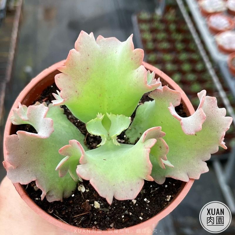 3吋盆【嘉年華】多肉植物|多肉|療癒小物| 組盆|［Xuan肉園］-細節圖2