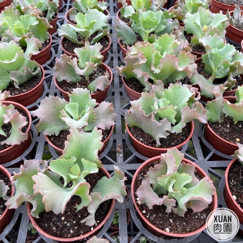 3吋盆【嘉年華】多肉植物|多肉|療癒小物| 組盆|［Xuan肉園］-細節圖3