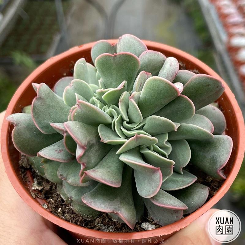 3吋盆【暗黑力量綴化】多肉植物|多肉|療癒小物| 組盆|［Xuan肉園］-細節圖2