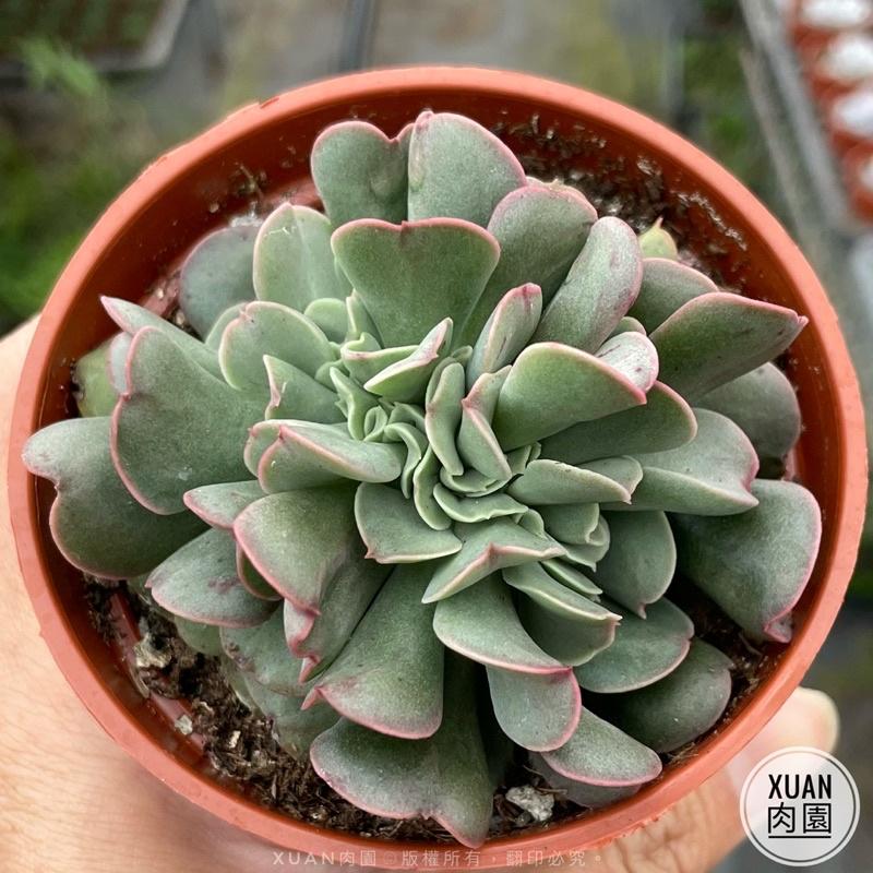 3吋盆【暗黑力量綴化】多肉植物|多肉|療癒小物| 組盆|［Xuan肉園］-細節圖3