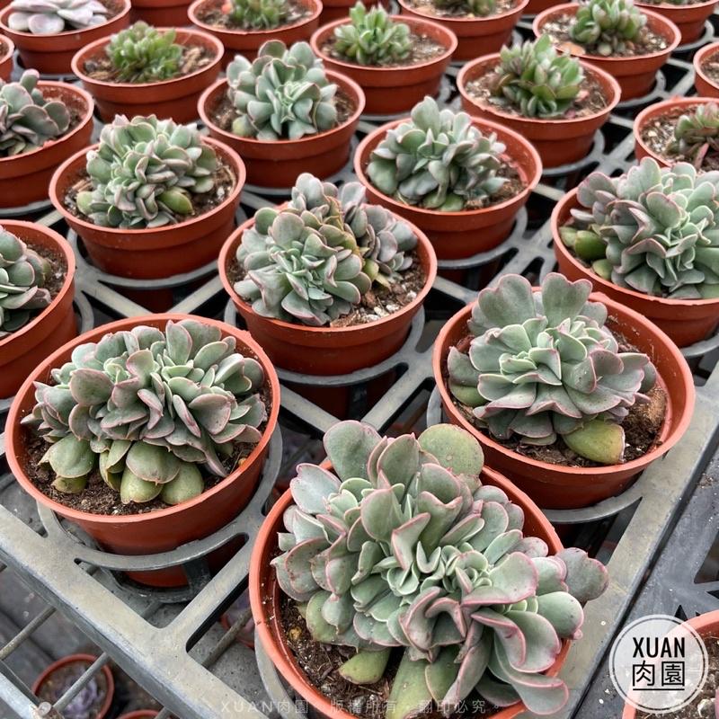3吋盆【暗黑力量綴化】多肉植物|多肉|療癒小物| 組盆|［Xuan肉園］-細節圖4