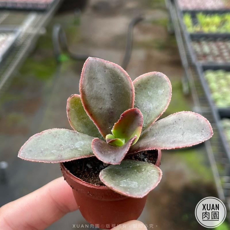 一吋迷你盆【寒鳥巢】多肉植物|多肉|景天科｜療癒小物| 組盆|綠手指必備|［Xuan肉園］-細節圖2