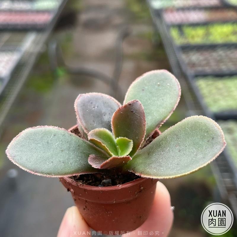 一吋迷你盆【寒鳥巢】多肉植物|多肉|景天科｜療癒小物| 組盆|綠手指必備|［Xuan肉園］-細節圖3