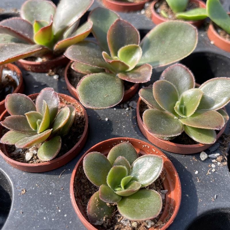 一吋迷你盆【寒鳥巢】多肉植物|多肉|景天科｜療癒小物| 組盆|綠手指必備|［Xuan肉園］-細節圖4