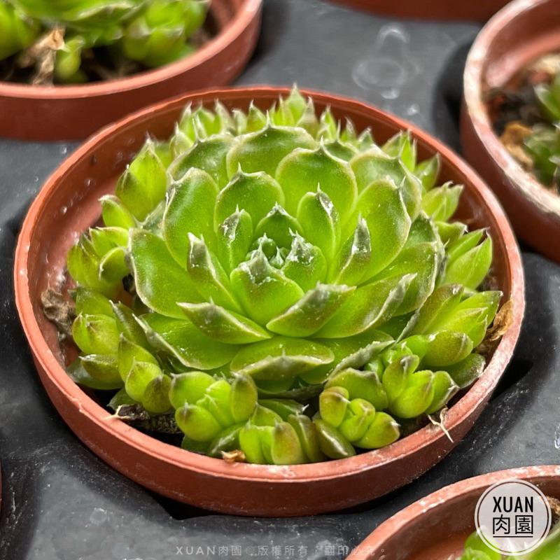 一吋迷你盆【昭和（瓦松）「夏日甦醒ing,一年最可愛的時期」，「冬天會休眠剩球狀」】｜多肉植物|［Xuan肉園］-細節圖2