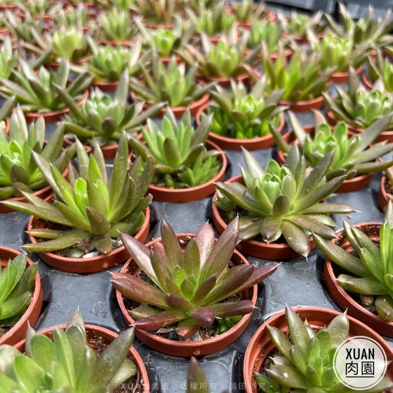 一吋迷你盆【昭和（瓦松）「夏日甦醒ing,一年最可愛的時期」，「冬天會休眠剩球狀」】｜多肉植物|［Xuan肉園］-細節圖3