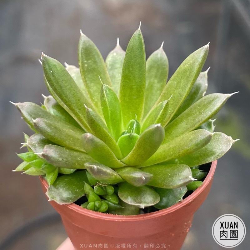 一吋迷你盆【昭和（瓦松）「夏日甦醒ing,一年最可愛的時期」，「冬天會休眠剩球狀」】｜多肉植物|［Xuan肉園］-細節圖4