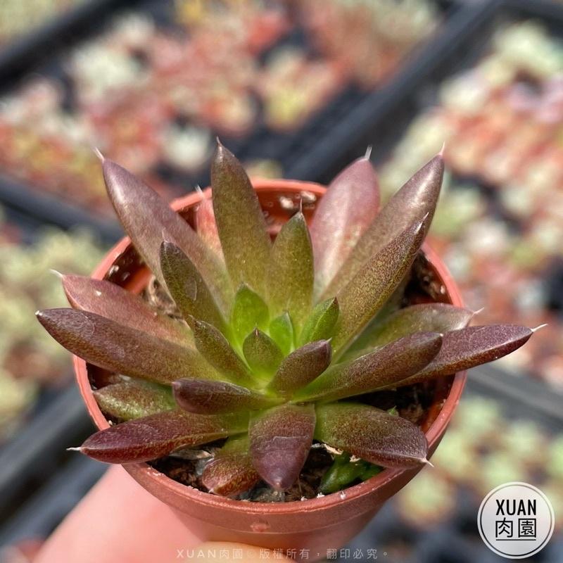 一吋迷你盆【昭和（瓦松）「夏日甦醒ing,一年最可愛的時期」，「冬天會休眠剩球狀」】｜多肉植物|［Xuan肉園］-細節圖5