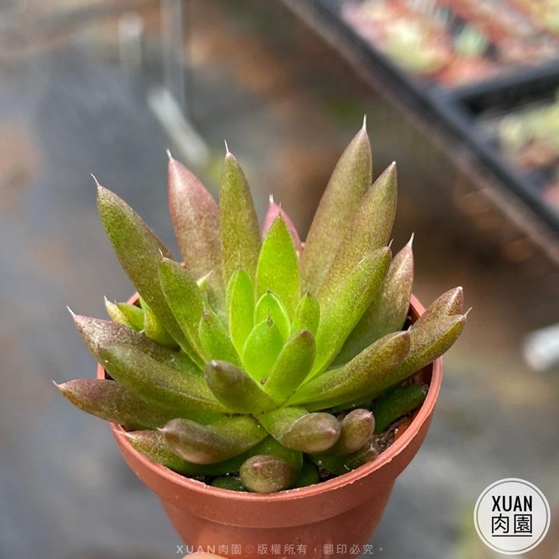 一吋迷你盆【昭和（瓦松）「夏日甦醒ing,一年最可愛的時期」，「冬天會休眠剩球狀」】｜多肉植物|［Xuan肉園］-細節圖6