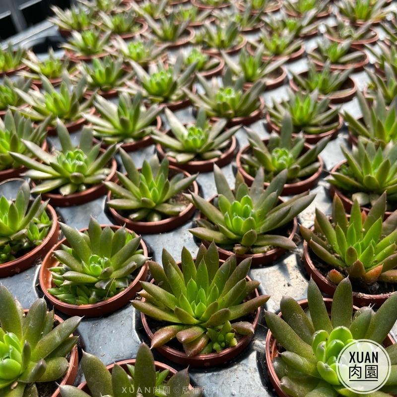 一吋迷你盆【昭和（瓦松）「夏日甦醒ing,一年最可愛的時期」，「冬天會休眠剩球狀」】｜多肉植物|［Xuan肉園］-細節圖7