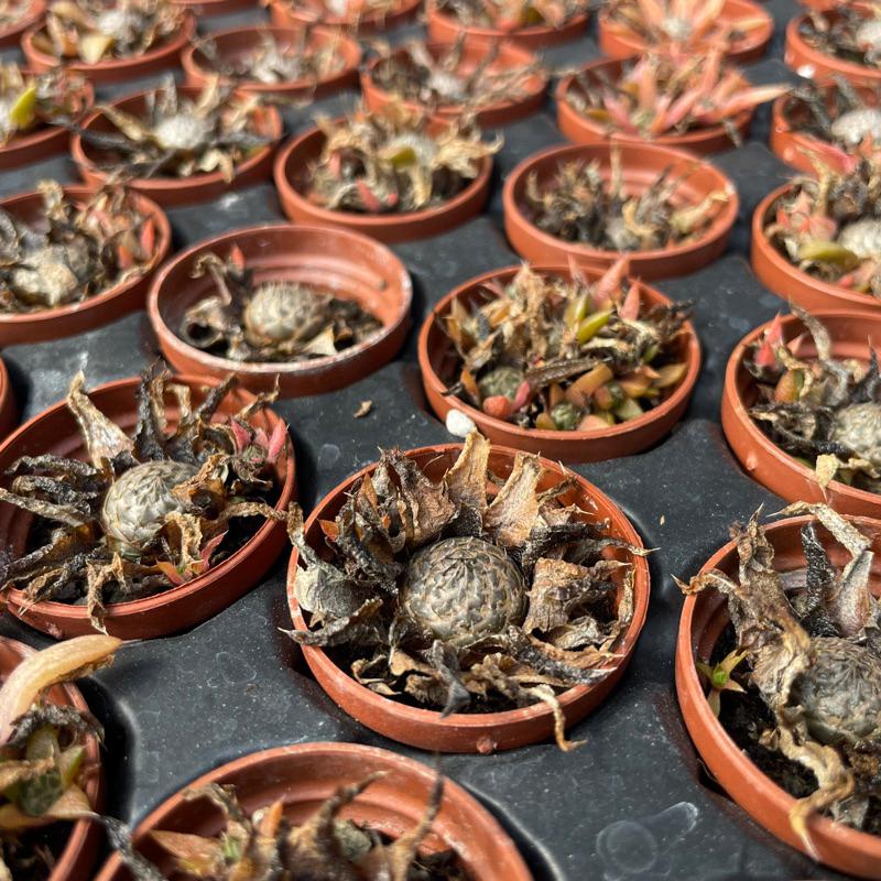 一吋迷你盆【昭和（瓦松）「夏日甦醒ing,一年最可愛的時期」，「冬天會休眠剩球狀」】｜多肉植物|［Xuan肉園］-細節圖8