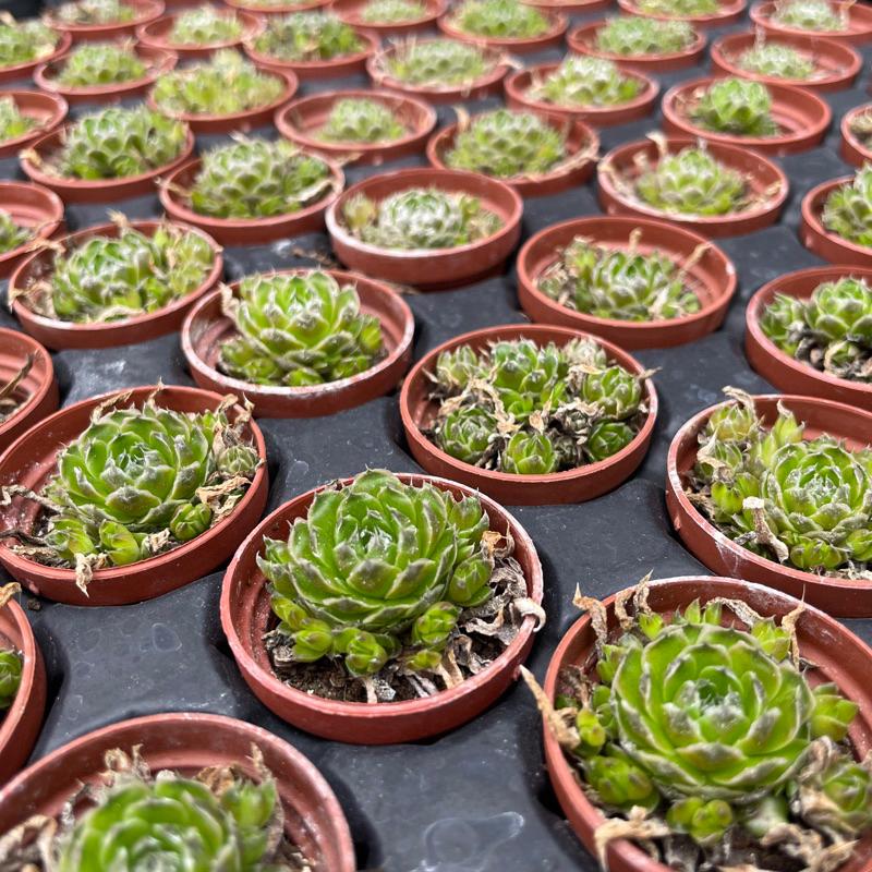 一吋迷你盆【昭和（瓦松）「夏日甦醒ing,一年最可愛的時期」，「冬天會休眠剩球狀」】｜多肉植物|［Xuan肉園］-細節圖9