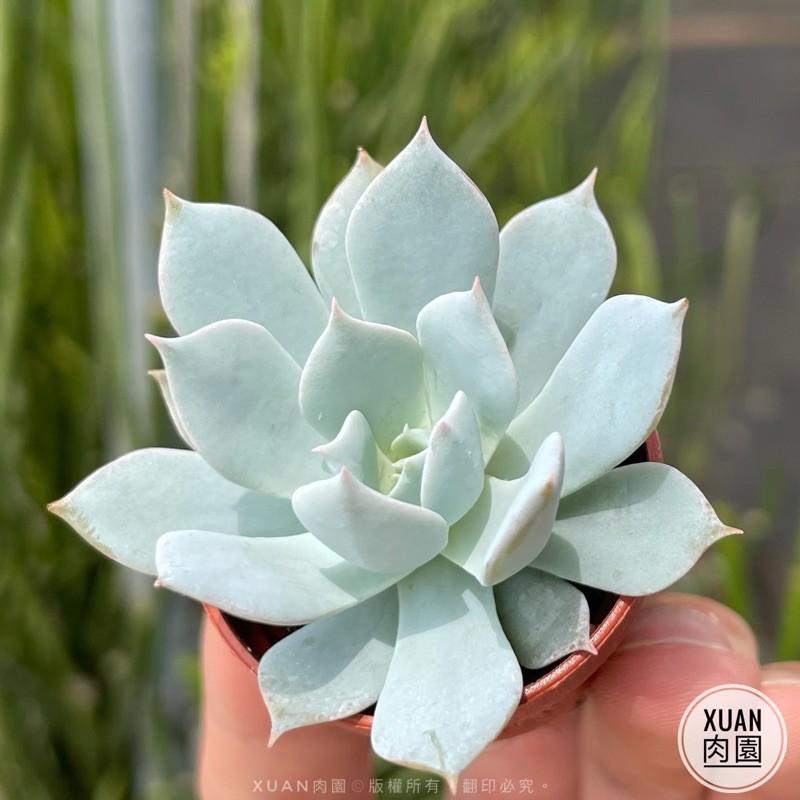 一吋迷你盆【薄葉藍鳥】多肉植物|多肉|景天科｜療癒小物| 組盆|綠手指必備|［Xuan肉園］-細節圖2