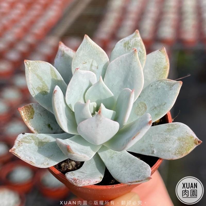 一吋迷你盆【薄葉藍鳥】多肉植物|多肉|景天科｜療癒小物| 組盆|綠手指必備|［Xuan肉園］-細節圖3