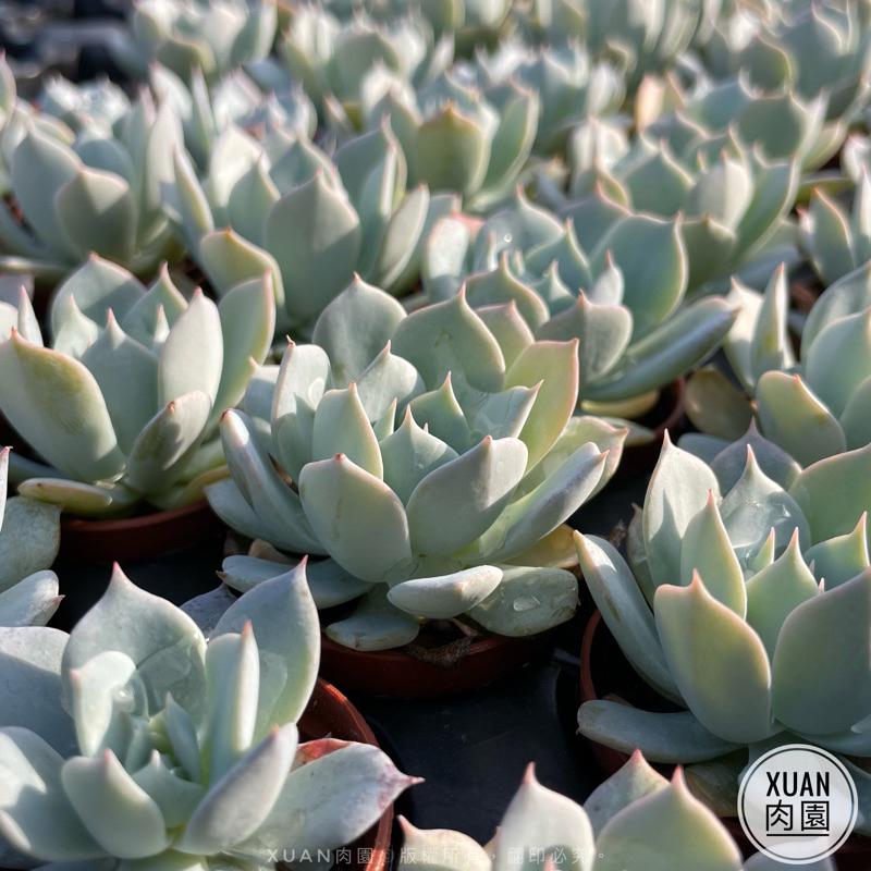 一吋迷你盆【薄葉藍鳥】多肉植物|多肉|景天科｜療癒小物| 組盆|綠手指必備|［Xuan肉園］-細節圖4