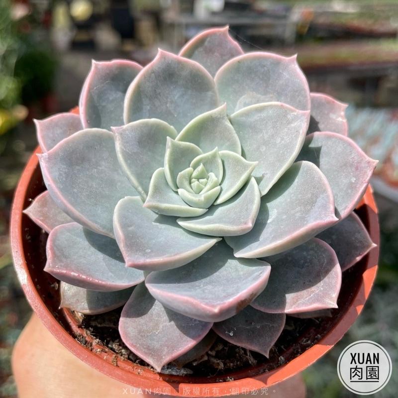 3吋盆【夜光】多肉植物|多肉|療癒小物| 組盆|［Xuan肉園］-細節圖2