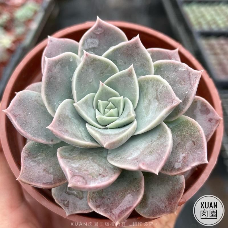 3吋盆【夜光】多肉植物|多肉|療癒小物| 組盆|［Xuan肉園］-細節圖3