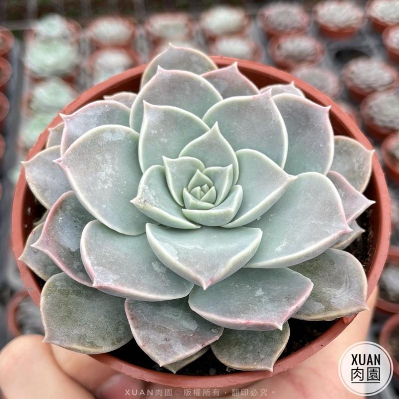 3吋盆【夜光】多肉植物|多肉|療癒小物| 組盆|［Xuan肉園］-細節圖4