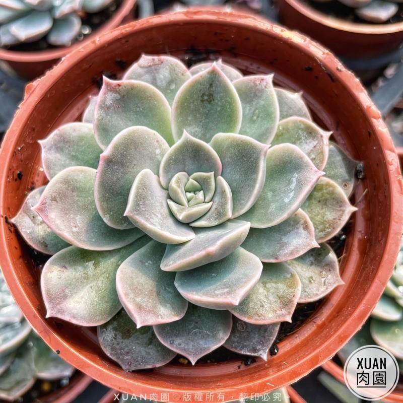 3吋盆【夜光】多肉植物|多肉|療癒小物| 組盆|［Xuan肉園］-細節圖5