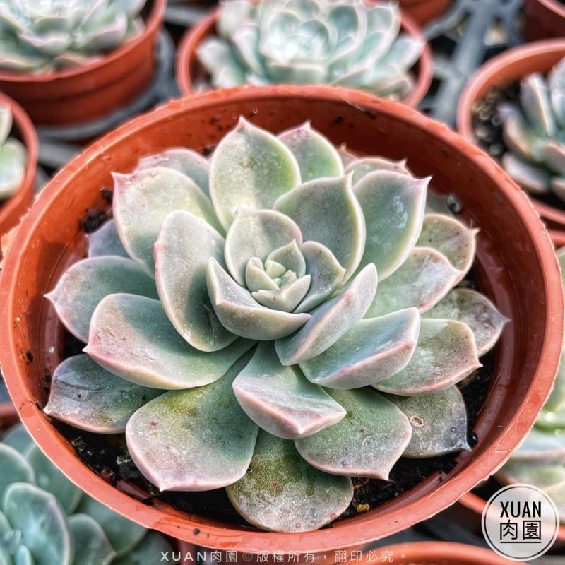 3吋盆【夜光】多肉植物|多肉|療癒小物| 組盆|［Xuan肉園］-細節圖6