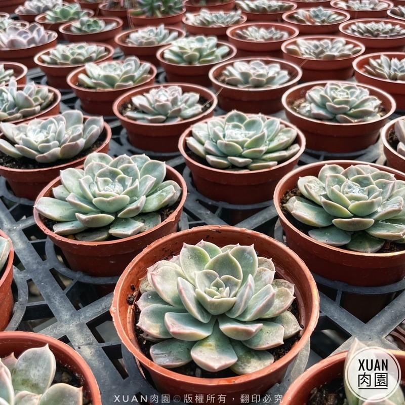 3吋盆【夜光】多肉植物|多肉|療癒小物| 組盆|［Xuan肉園］-細節圖7