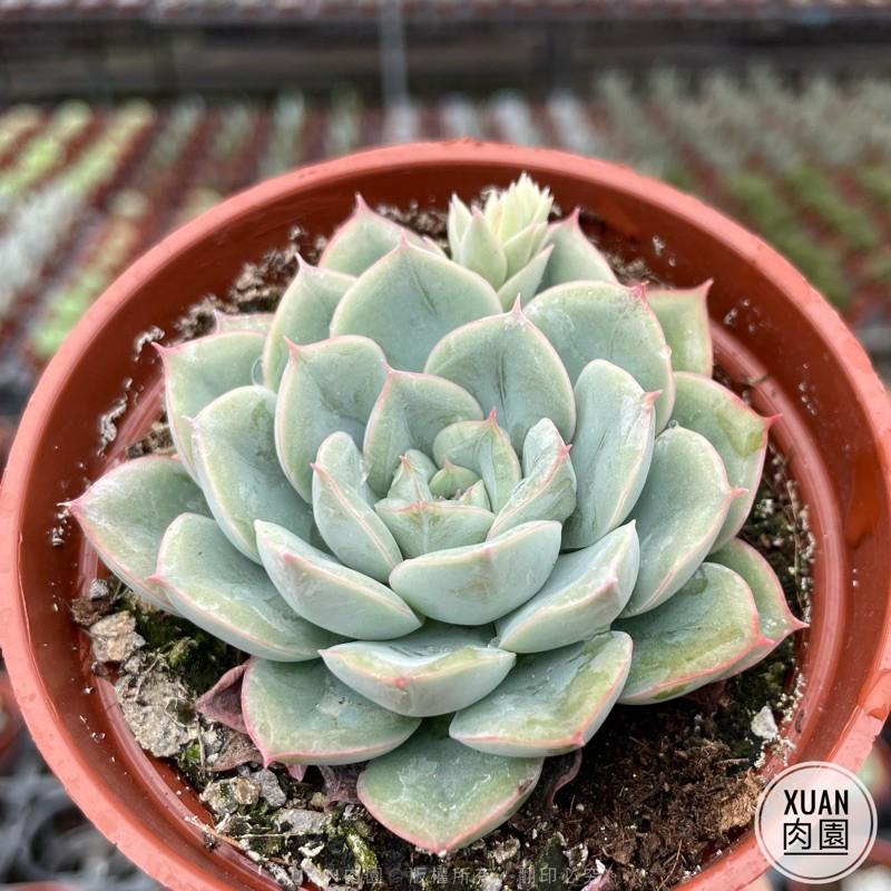 3吋盆【月光仙子】多肉植物|多肉|療癒小物| 組盆|［Xuan肉園］-細節圖2