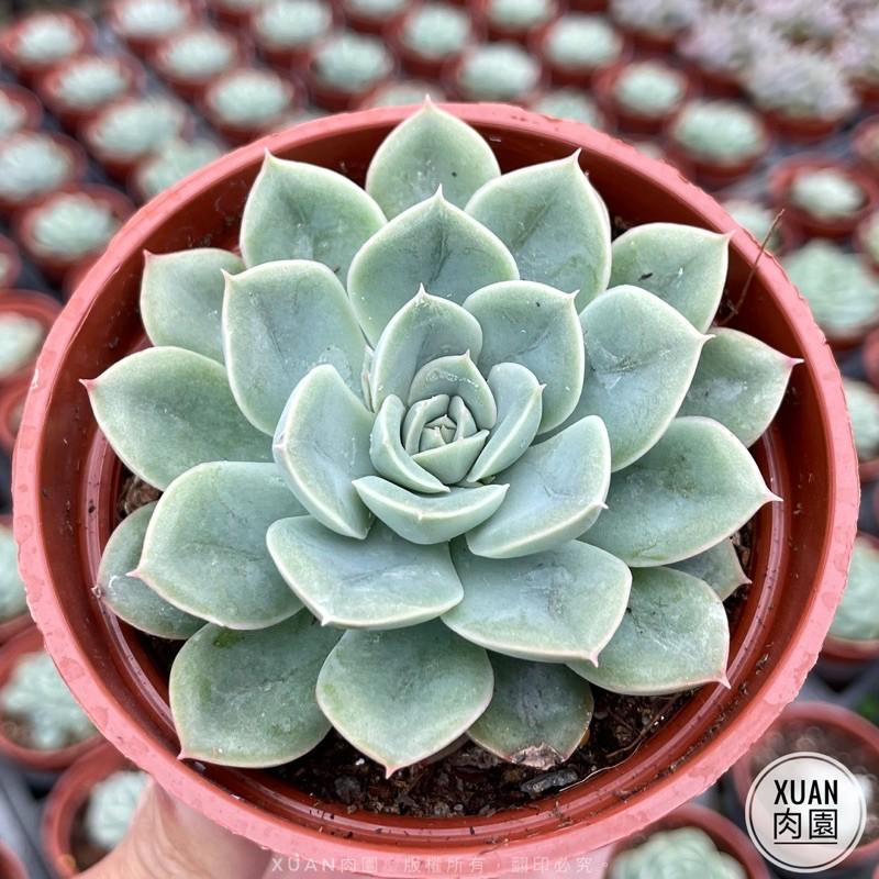 3吋盆【月光仙子】多肉植物|多肉|療癒小物| 組盆|［Xuan肉園］-細節圖3