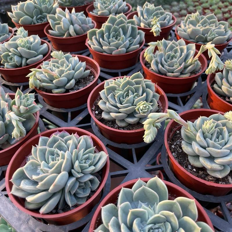 3吋盆【月光仙子】多肉植物|多肉|療癒小物| 組盆|［Xuan肉園］-細節圖4