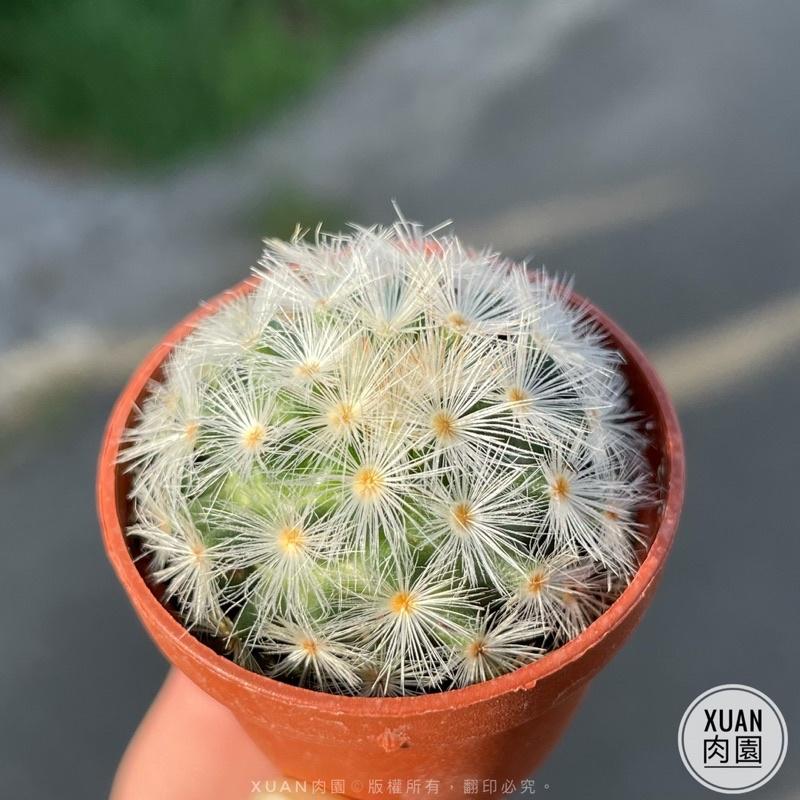 一吋迷你盆【卡爾梅娜】多肉植物|多肉|仙人掌科｜療癒小物| 組盆|綠手指必備|［Xuan肉園］-細節圖2