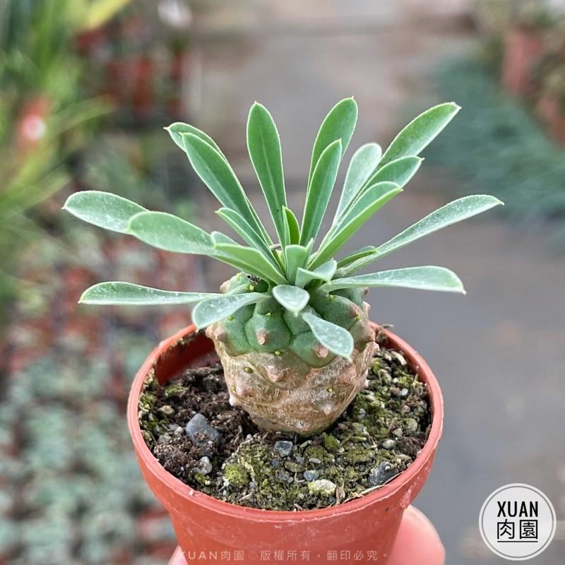 一吋迷你盆【峨眉山】多肉植物|多肉|大戟科｜療癒小物| 組盆|綠手指必備|［Xuan肉園］-細節圖7