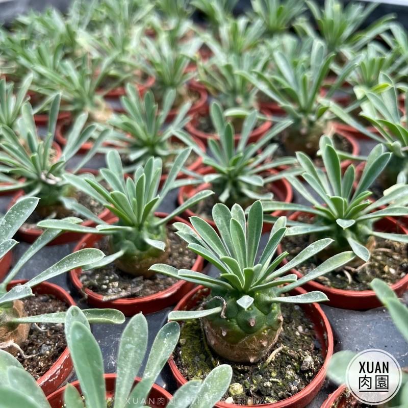 一吋迷你盆【峨眉山】多肉植物|多肉|大戟科｜療癒小物| 組盆|綠手指必備|［Xuan肉園］-細節圖8