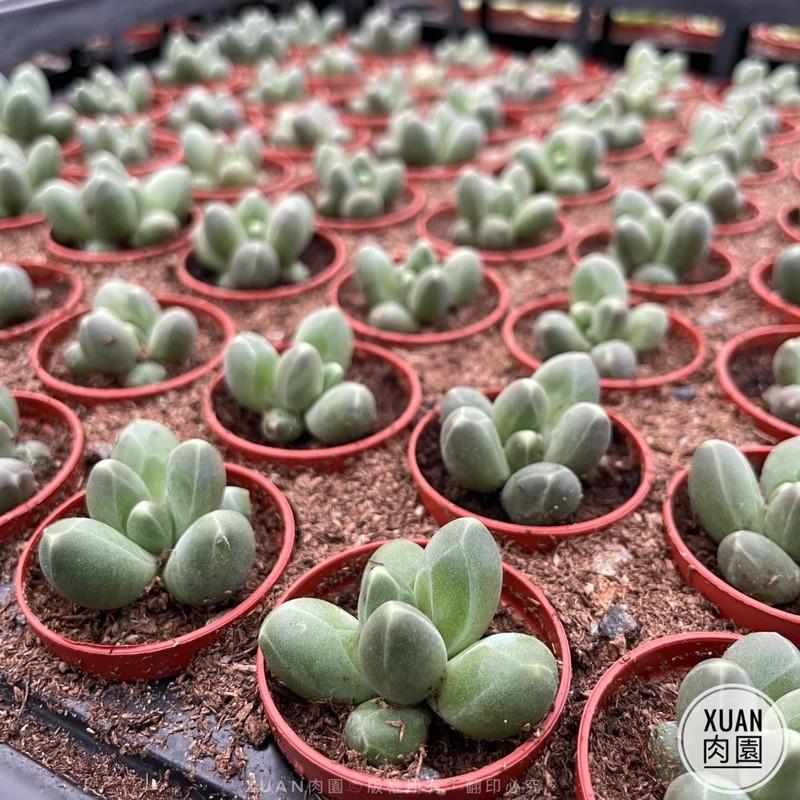 一吋迷你盆【千代田之松】多肉植物|多肉|景天科｜療癒小物| 組盆|綠手指必備|［Xuan肉園］-細節圖2