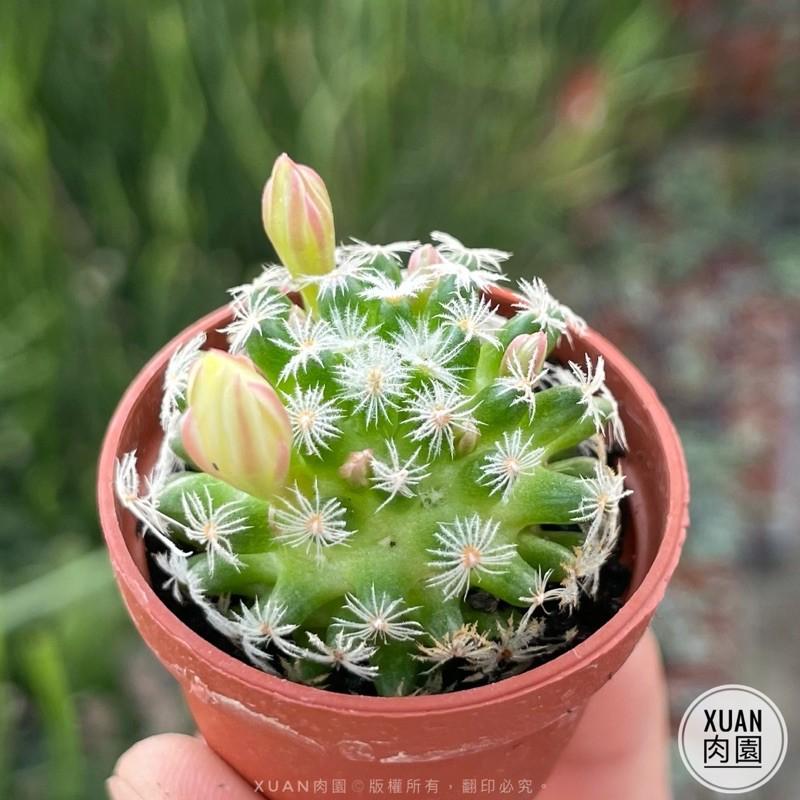 一吋迷你盆【明星】多肉植物|多肉|仙人掌科｜療癒小物| 組盆|綠手指必備|［Xuan肉園］-細節圖2