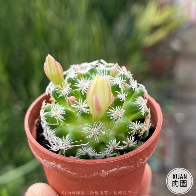 一吋迷你盆【明星】多肉植物|多肉|仙人掌科｜療癒小物| 組盆|綠手指必備|［Xuan肉園］-細節圖3