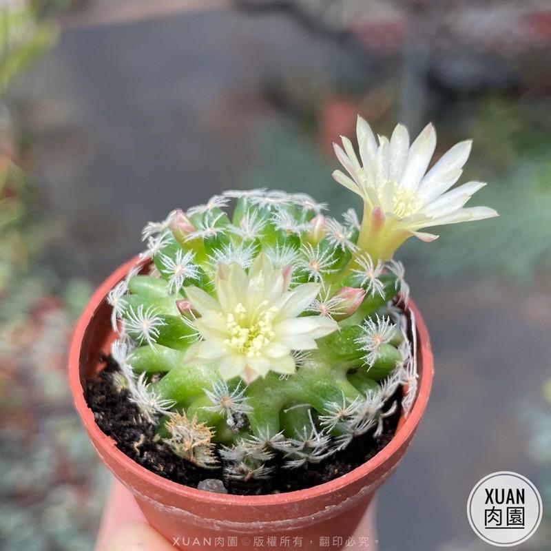一吋迷你盆【明星】多肉植物|多肉|仙人掌科｜療癒小物| 組盆|綠手指必備|［Xuan肉園］-細節圖4