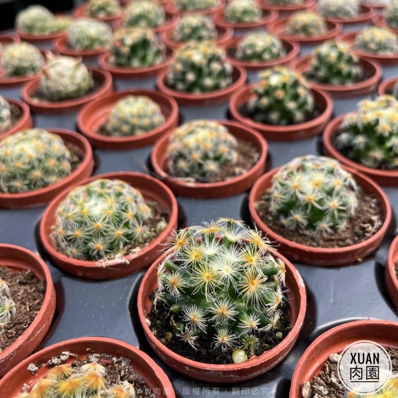 一吋迷你盆【明星】多肉植物|多肉|仙人掌科｜療癒小物| 組盆|綠手指必備|［Xuan肉園］-細節圖5